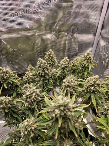 blue dream auto — flower, day 73