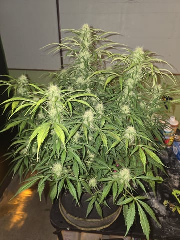 Autos AGAIN — flower, day 73