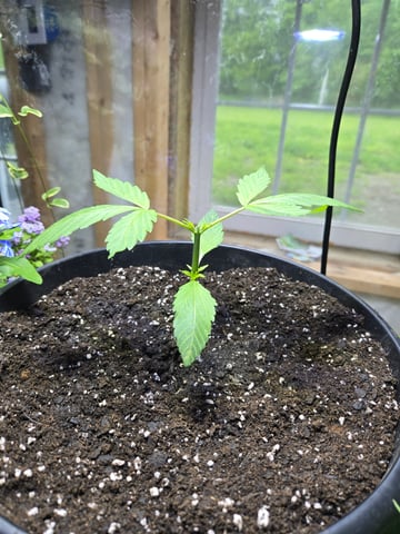 cherry pie  — vegetative, day 15