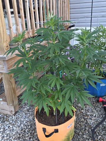 Outdoors L.S.D and Cinderalla 99  — vegetative, day 23