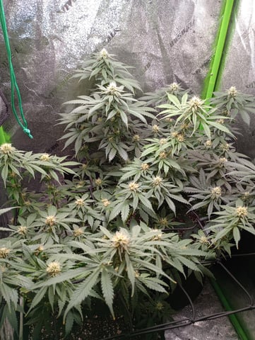All Aboard!!! — flower, day 98