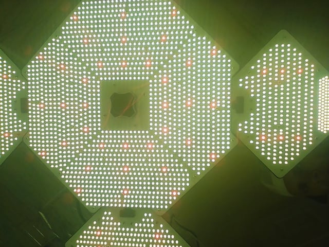 Seedman mix auto & seedman mix auto & GodFather OG — none, day 11