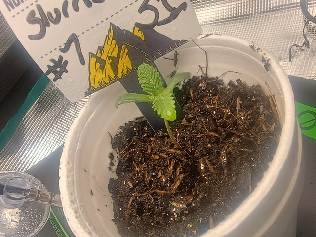 lil Slurry, first grow — seedling_rooting, day 2