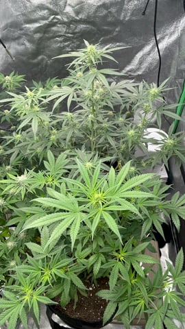 420 Fast Buds Mixed Pack — flower, day 46