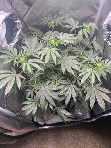 Random Seed — flower, day 48