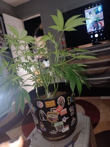 Poor Ivory — vegetative, day 83