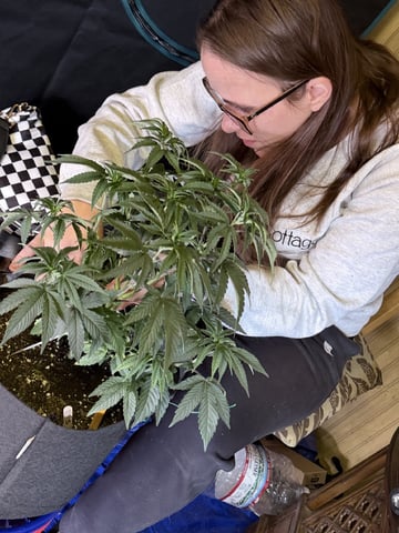 4’x8’ Grow1 — vegetative, day 47