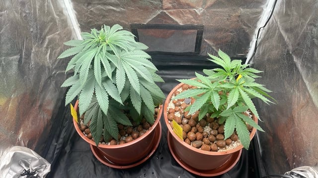 Tangie — vegetative, day 12