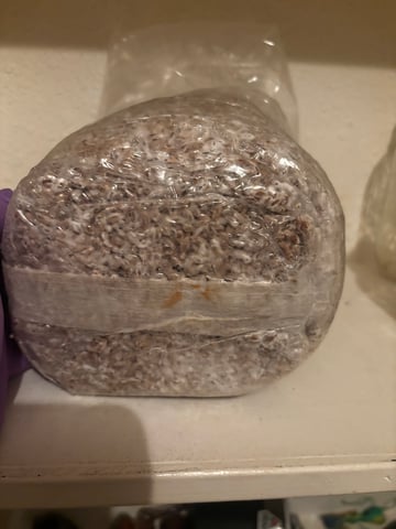 First magic mushroom grow — vegetative, day 33