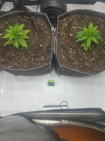 lilac diesel Rbx2 — vegetative, day 28