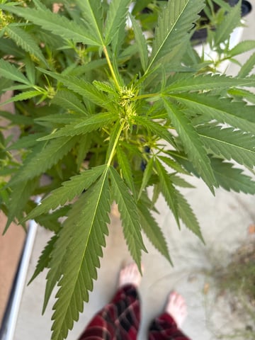 Poison Rainbows — vegetative, day 99