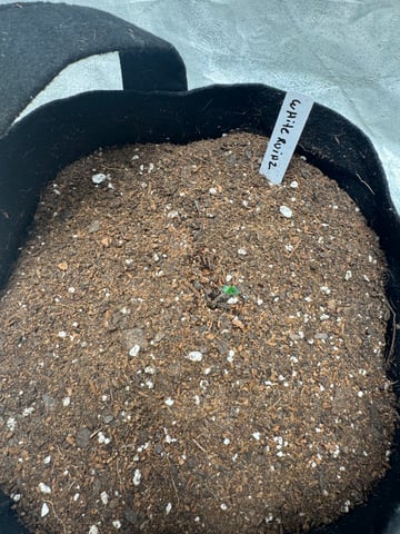 white runtz auto flower — seedling_rooting, day 6