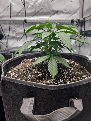 Strawberry Sugar  — vegetative, day 32