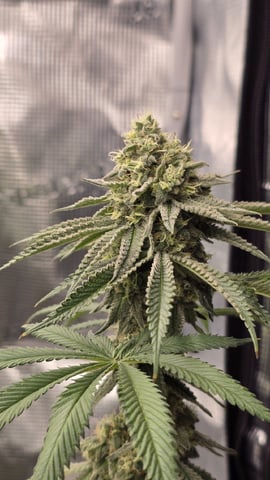  1 Blue Zushi x Venom & 1 Jack Here x Strawberry Cookies OG — flower, day 93