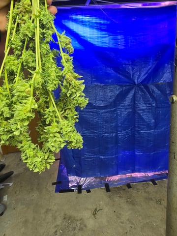 2nd Harvest — flower, day 41