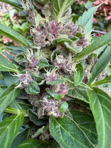 forgotten auto  — flower, day 26