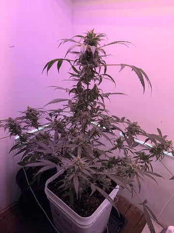 Gigawatt  — flower, day 121