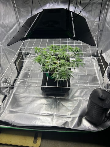 Barney’s Farm  — vegetative, day 35