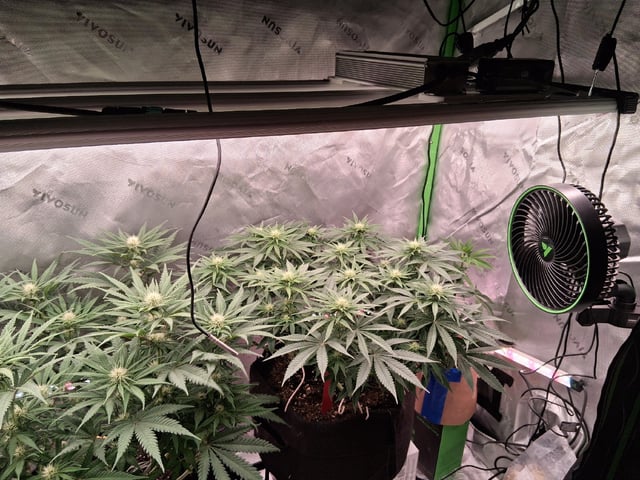 fruity pebbles, cap junky — flower, day 79