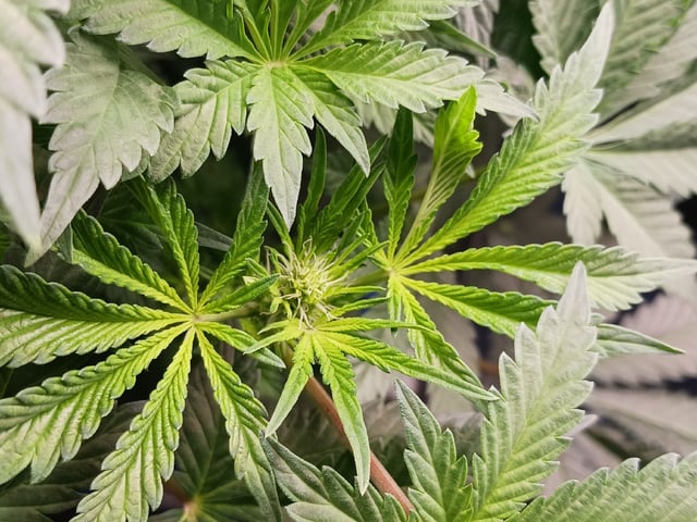 9lbhammer feminized  — flower, day 41