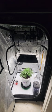 1st grow Dr. Nefario — vegetative, day 31