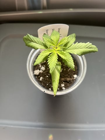 Inside Mother Plants — vegetative, day 24