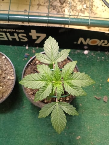 First grow indoor Auto euphoria  — vegetative, day 24