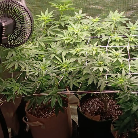 TentPlantLightFan — flower, day 85