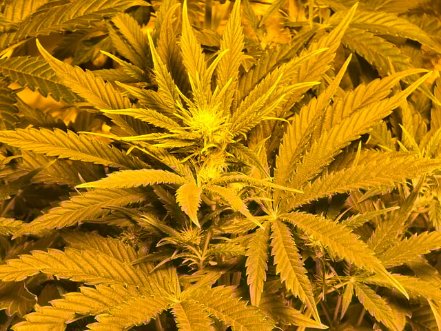 2nd Autoflower Indoor Grow — flower, day 42