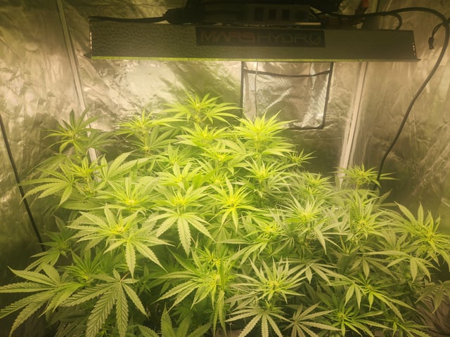 Sour Diesel — flower, day 1