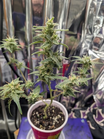 Zkittlez (Auto) — germination, day 2