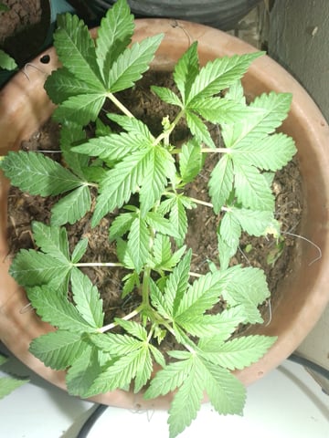 My 1st grow 2 big pots 9 small containers — vegetative, day 23