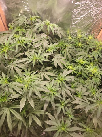 Ghetto Growing