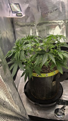 mc nuggets r1 — flower, day 41