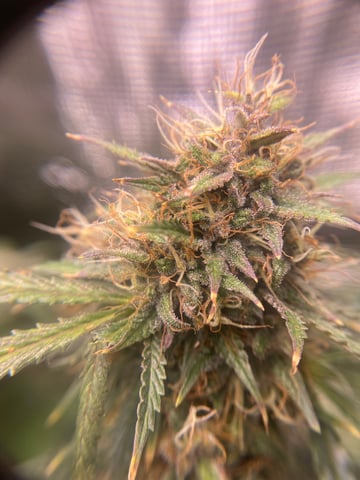 Auto Run #1 2025-2026 — flower, day 94