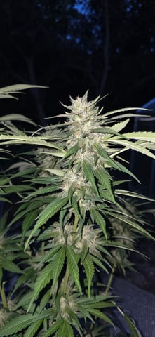 first grow — flower, day 16