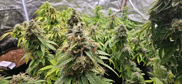 skywalker haze — grow_setup, day 88