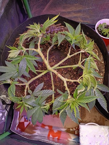 Purple Plum Perfect 💜 & 2 Grape Runtz 🍇 Mainlining garden.  — vegetative, day 117