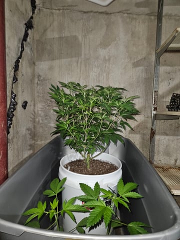 gary poppins — flower, day 77