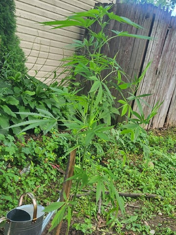 Bread — vegetative, day 4