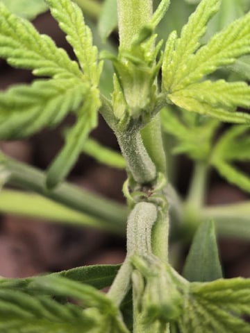 BABY SISTER — vegetative, day 32