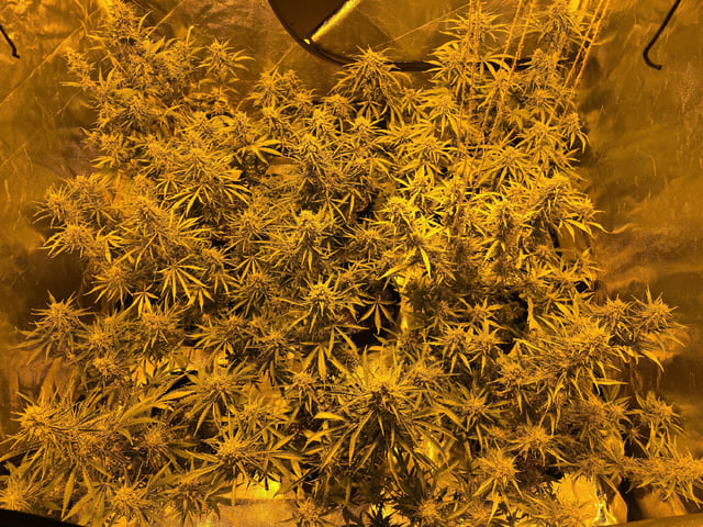 3rd Auto Grow — flower, day 89