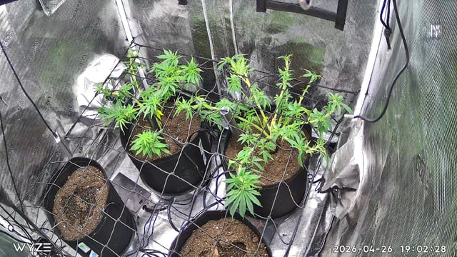 Blue Dream Feminized 