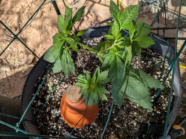 October Start — vegetative, day 50