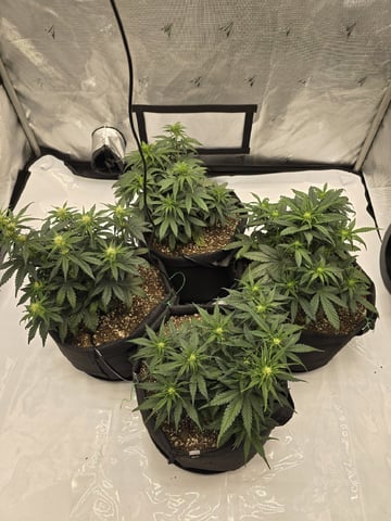 1st Grow 4x4 — vegetative, day 35
