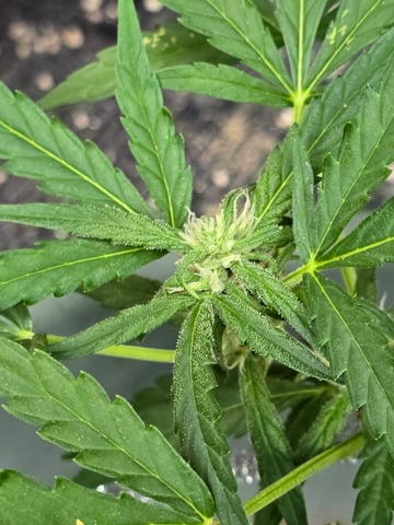 Green Gelato Auto — flower, day 40