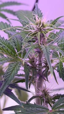 Northern Lights  — flower, day 36