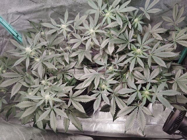 LSD Auto — flower, day 25