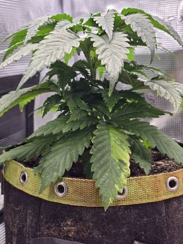 mc nuggets r1 — vegetative, day 25