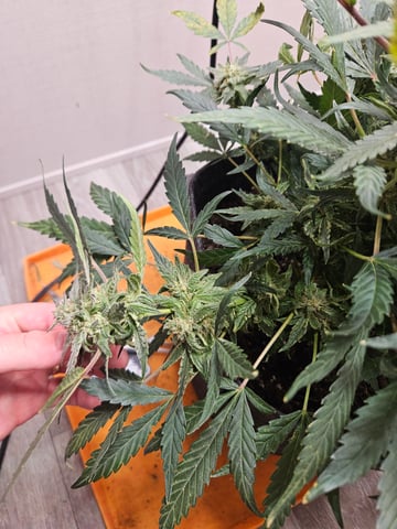 Mango Runtz — flower, day 71